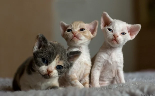 three devon rex kittens